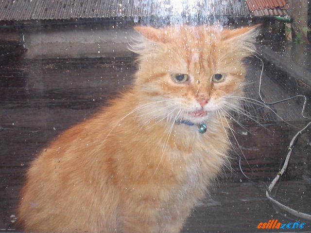 _irish_cat_in_the_rain.jpg