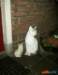 _dutch_cats_small.jpg