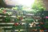 _rias_stamp_garden_small.jpg