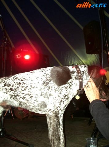 _hound_dog.jpg