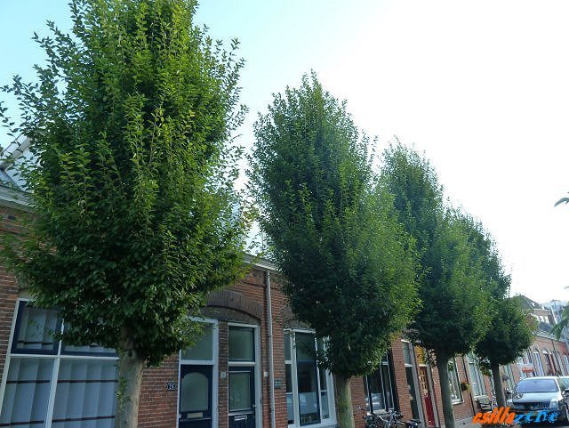 _middelburg2.jpg