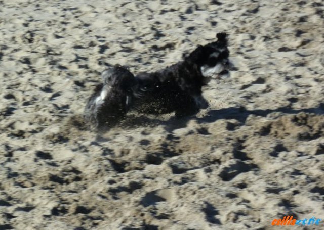 _wijk_aan_zee24.jpg